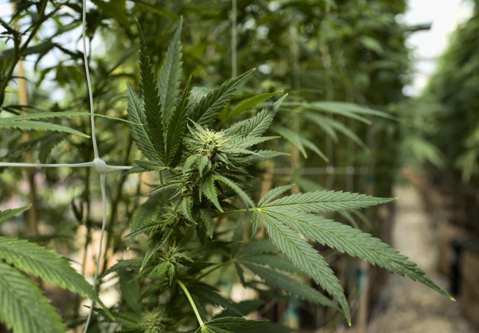 FILE - This Sept. 11, 2018, file photo shows cannabis plants growing at a greenhouse at SLOgrown Genetics in the coastal mountain range of San Luis Obispo, Calif. California auditors have found that the agency overseeing the state's vast legal marijuana market is understaffed and struggling to do the job. A Finance Department audit in early July 2019 finds that about two-thirds of the Bureau of Cannabis Control's authorized positions remain unfilled. (AP Photo/Richard Vogel, File)