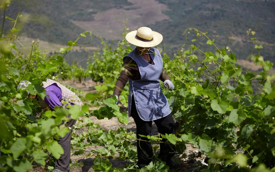 The Douro Valley is said to be the oldest demarcated wine region in the world - Churchills