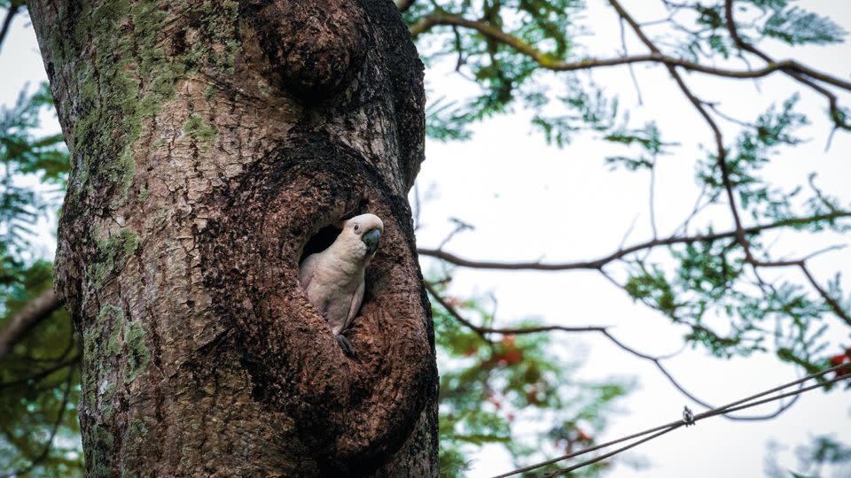 A yellow-crested cockatoo peers out of a nest hole on a tree at Hong Kong Park. - Noemi Cassanelli/CNN