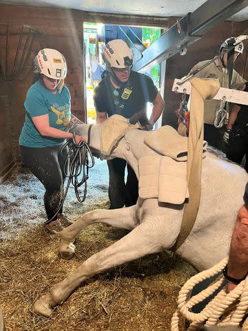 <p>MSPCA-Angell</p> Officials rescue a horse who became trapped after falling through a barn floor in Massachusetts