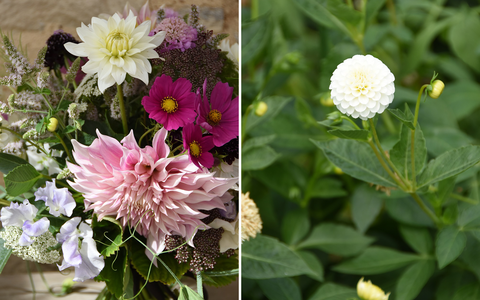 Dahlias - Credit: Daylesford