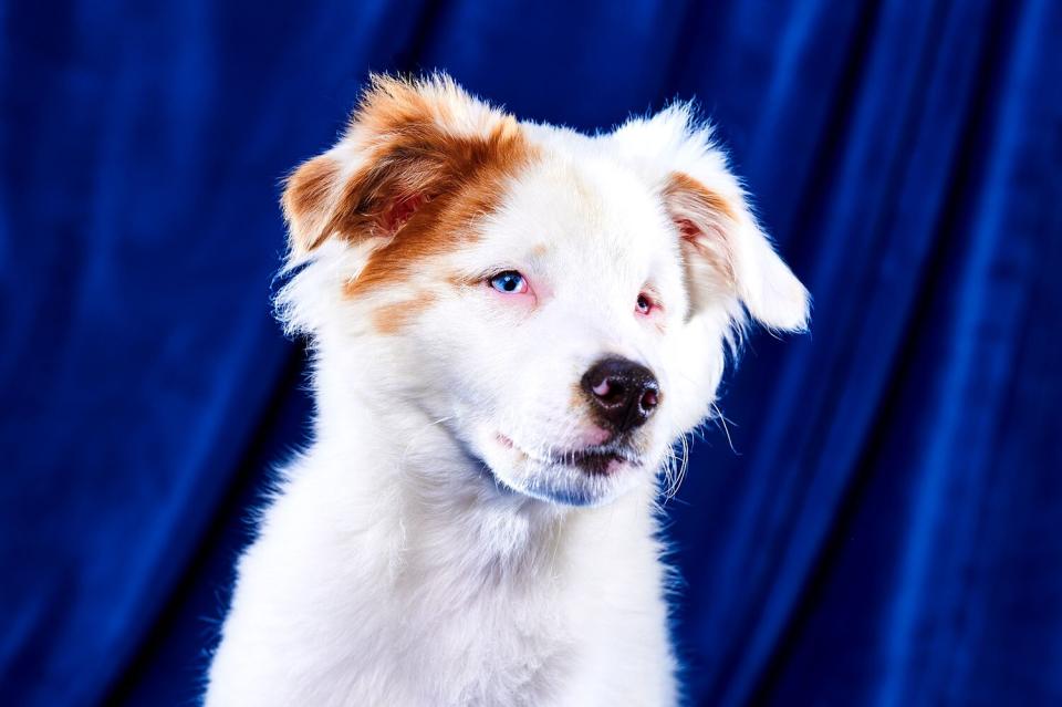 Puppies with special needs playing in puppy bowl 2023