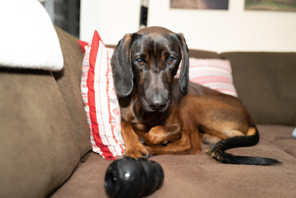 Give your dog stimulating toys and long-lasting treats to help them associate independence with something positive.  (Photo: Christina Reichl Photography via Getty Images)