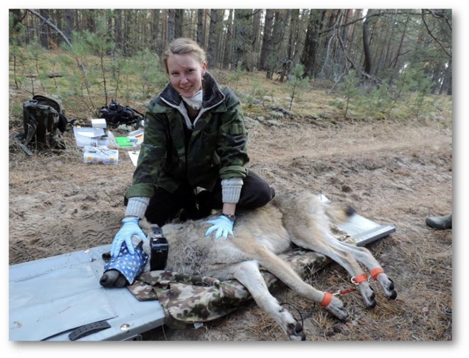 In the nearly 38 years since the nuclear disaster, wildlife has reclaimed the area — including packs of wolves who seem to be unaffected by the chronic exposure to the radiation. FLCC