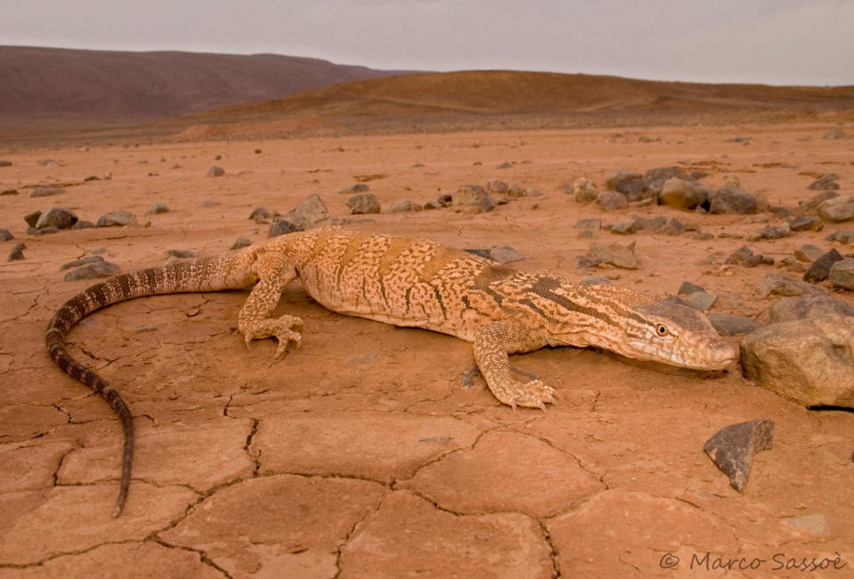 A living monitor lizard (<em>Varanus griseus</em>) from Morocco. Monitor lizards are now found only in Africa, Asia and Australia. <cite>Marc Sassoè</cite>