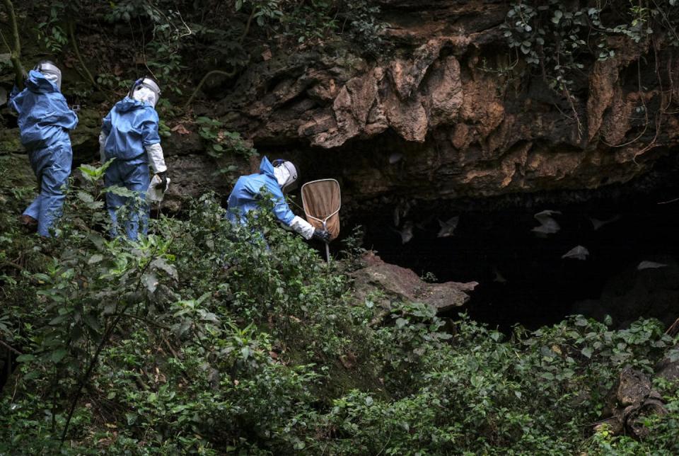A number of Marburg virus outbreaks are linked to human activity in caves where Egyptian fruit bats are known to roost. <a href="https://www.gettyimages.com/detail/news-photo/jennifer-mcquiston-jonathan-towner-and-brian-amman-approach-news-photo/1073367830" rel="nofollow noopener" target="_blank" data-ylk="slk:Bonnie Jo Mount/The Washington Post via Getty Images;elm:context_link;itc:0;sec:content-canvas" class="link ">Bonnie Jo Mount/The Washington Post via Getty Images</a>