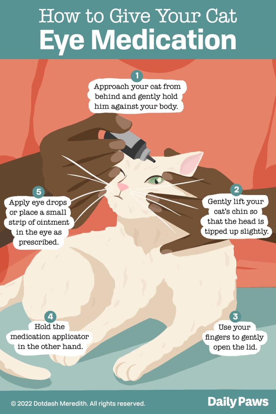 How to Give Your Cat Eye Medication infographic