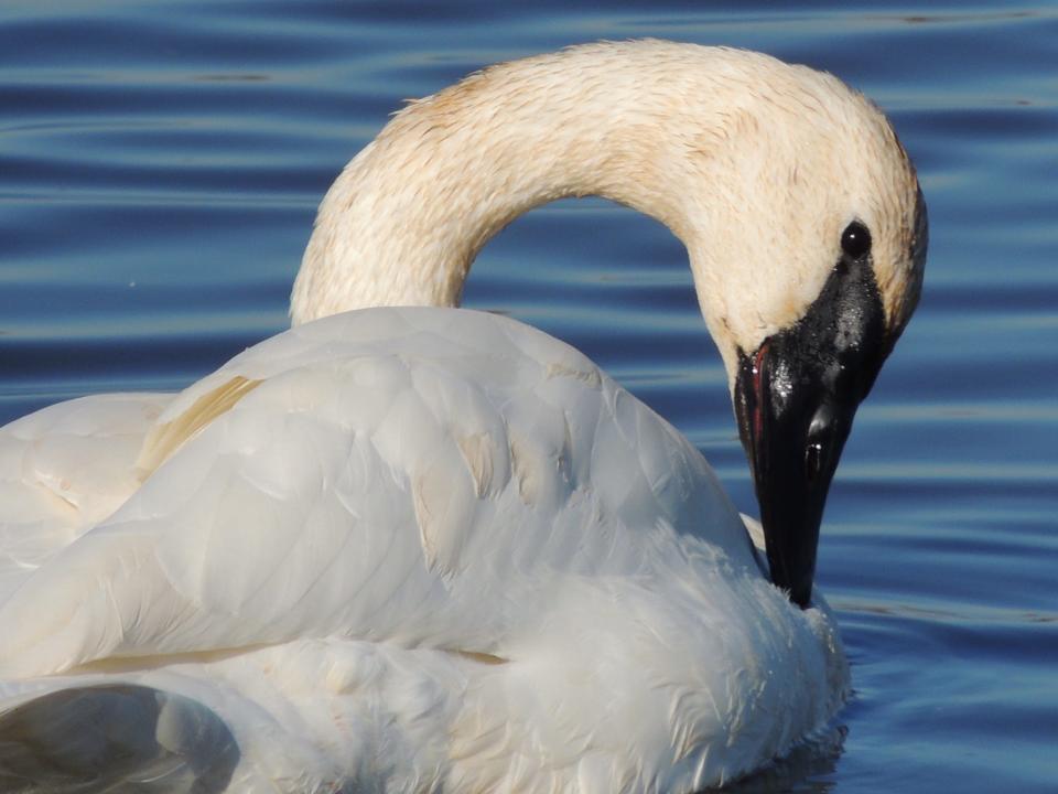 
Trumpeter swan populations in Wisconsin have risen thanks to reintroduction efforts that began in the 1990s. There are estimated to be more than 200 nesting pairs of trumpeters in the state. 
