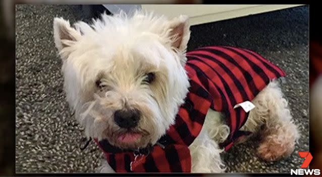 Scruffy was found dead after incident of animal cruelty. Photo: 7 News