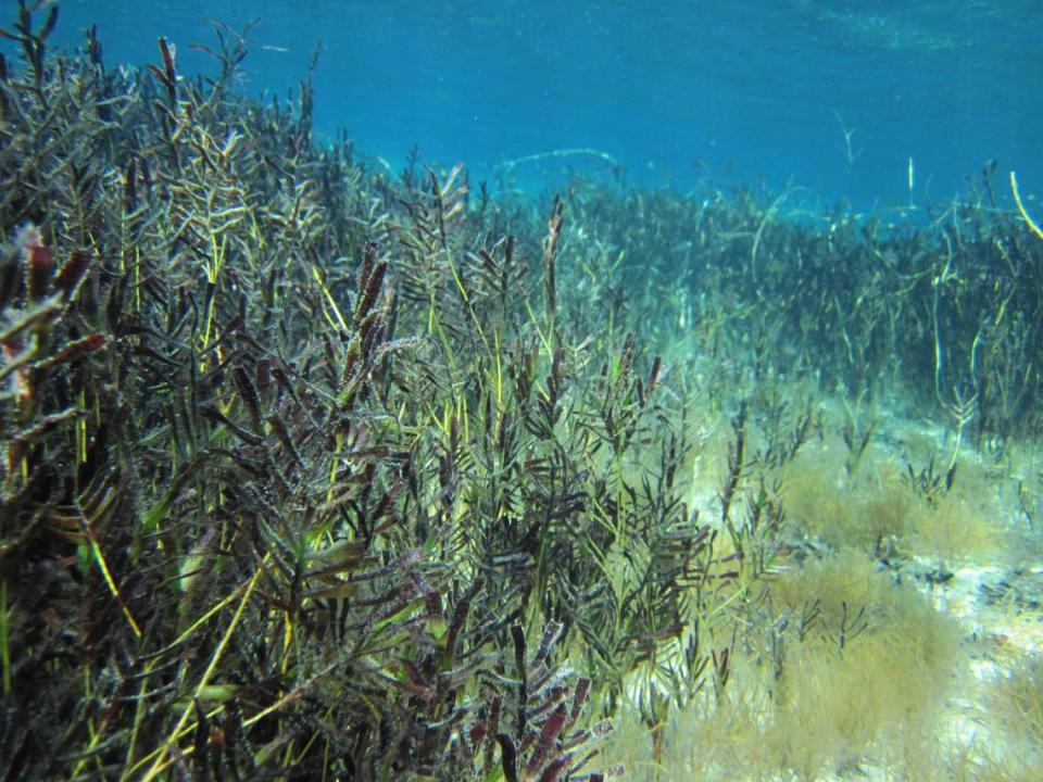 A bed of healthy seagrass, an image provided by FIU researchers who studied sharks in Shark Bay, Australia, and how they can help an ecosystem revive after natural disasters like extreme climate heat or hurricanes.