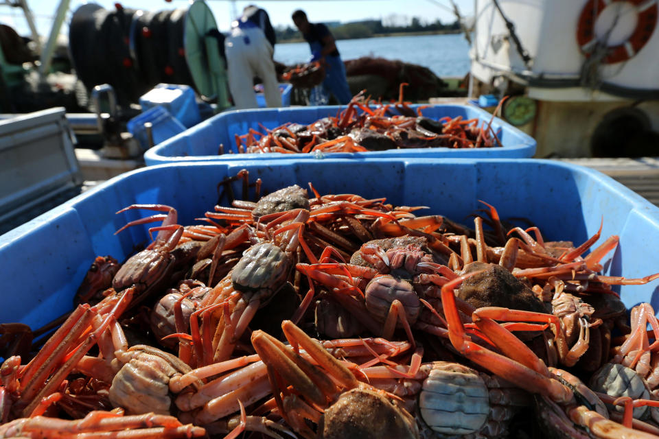 Freshly caught snow crabs sit in containers on a fishing boat at Mikuni Fishing Port in Mikuni, Fukui Prefecture, Japan, on Friday, Nov. 6, 2015. / Credit: Buddhika Weerasinghe/Bloomberg via Getty Images