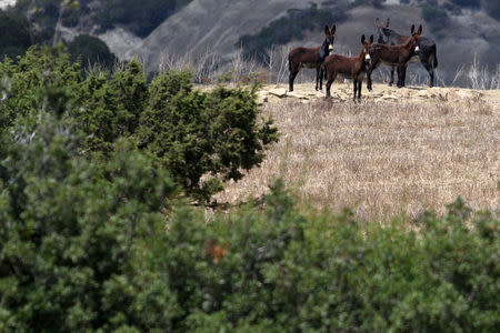 Wild donkeys are seen in Karpasia peninsula in northern Cyprus August 3, 2017. Picture taken August 3, 2017.REUTERS/Yiannis Kourtoglou