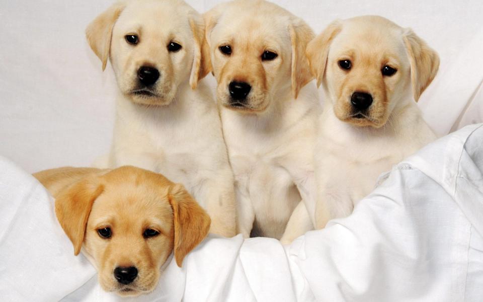 Four Labrador puppies - PA