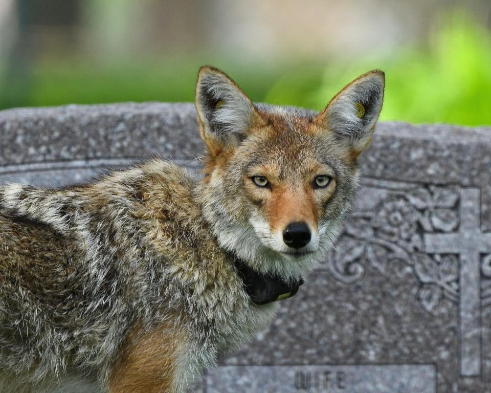 A coyote in the Urban Coyote Research Project is photographed in a Chicago cemetary.