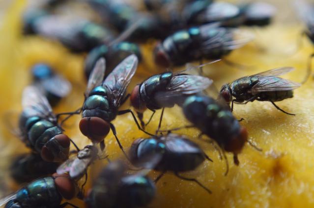 Air Pollution Might Be Turning Fruit Flies Gay