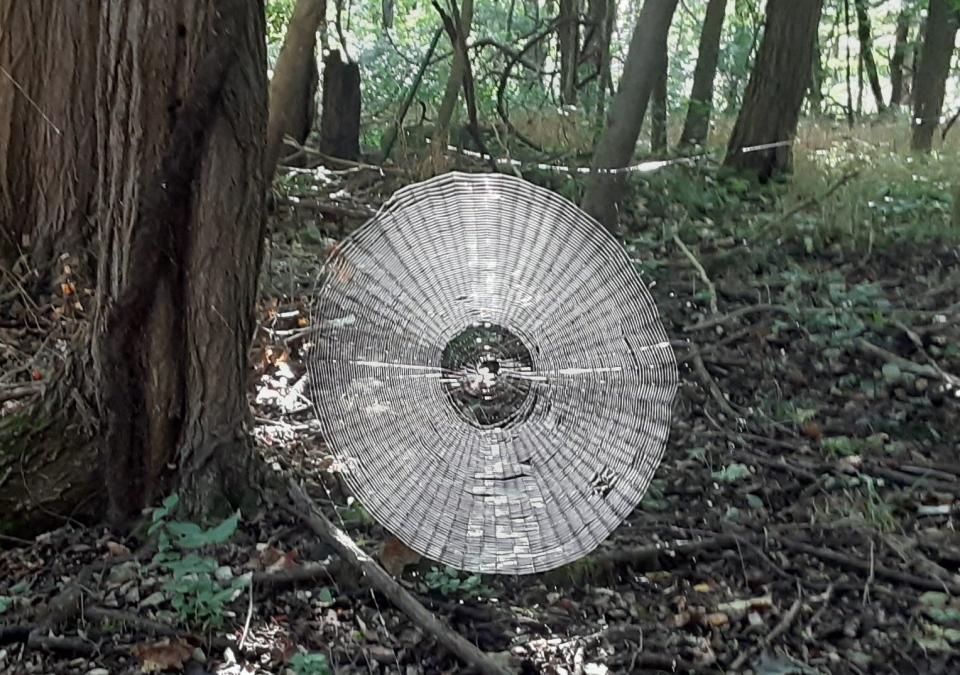 Giant spider web found in the forest of Missouri (Francis Skalicky / Missouri Department of Conversation)