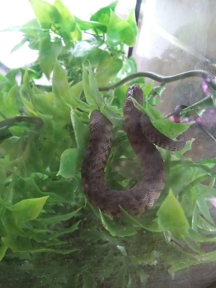 A picture of a snake recovering, and wrapped around some foliage in captivity. 