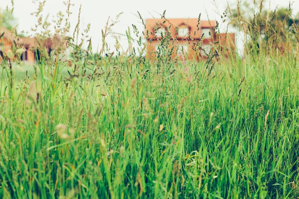 Tall grass takes over a yard with homes in the background.