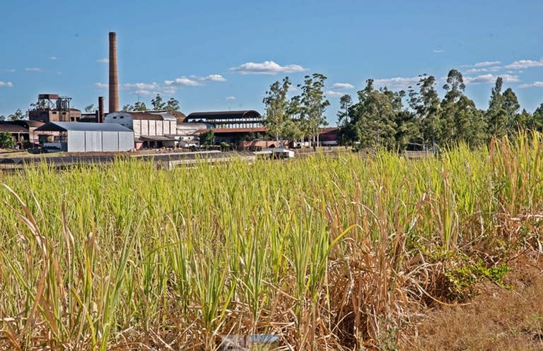 Según datos del Ministerio de Agricultura de la Nación, hay 22 ingenios en todo el país y los principales están en Tucumán y Jujuy. Salta también es una provincia de peso en la producción sucro-alcoholera