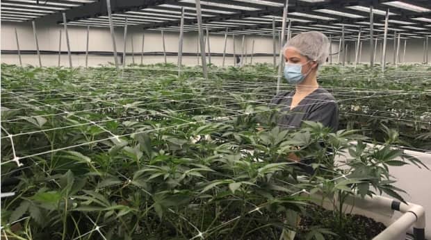 Some Quebec cannabis producers say there isn't enough financial support available to them.  (Catherine Paradis/Radio-Canada - image credit)