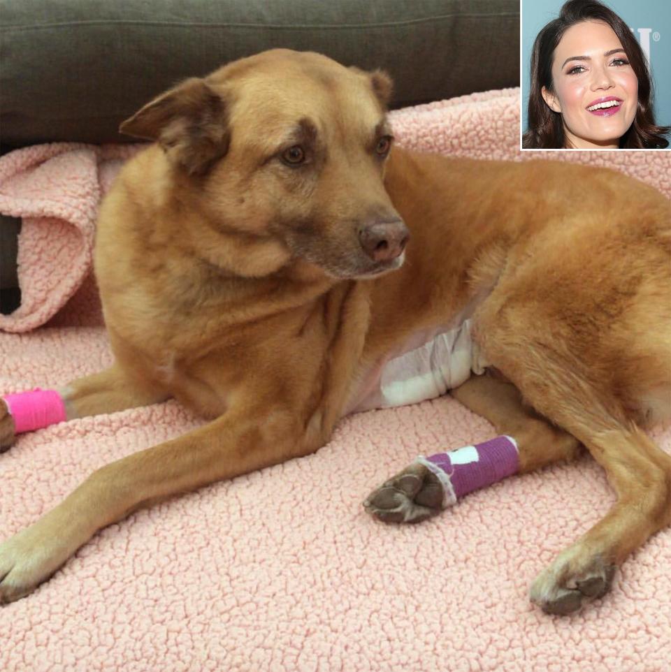 Mandy Moore Reveals Her Dog Almost Died After Eating a Tennis Ball