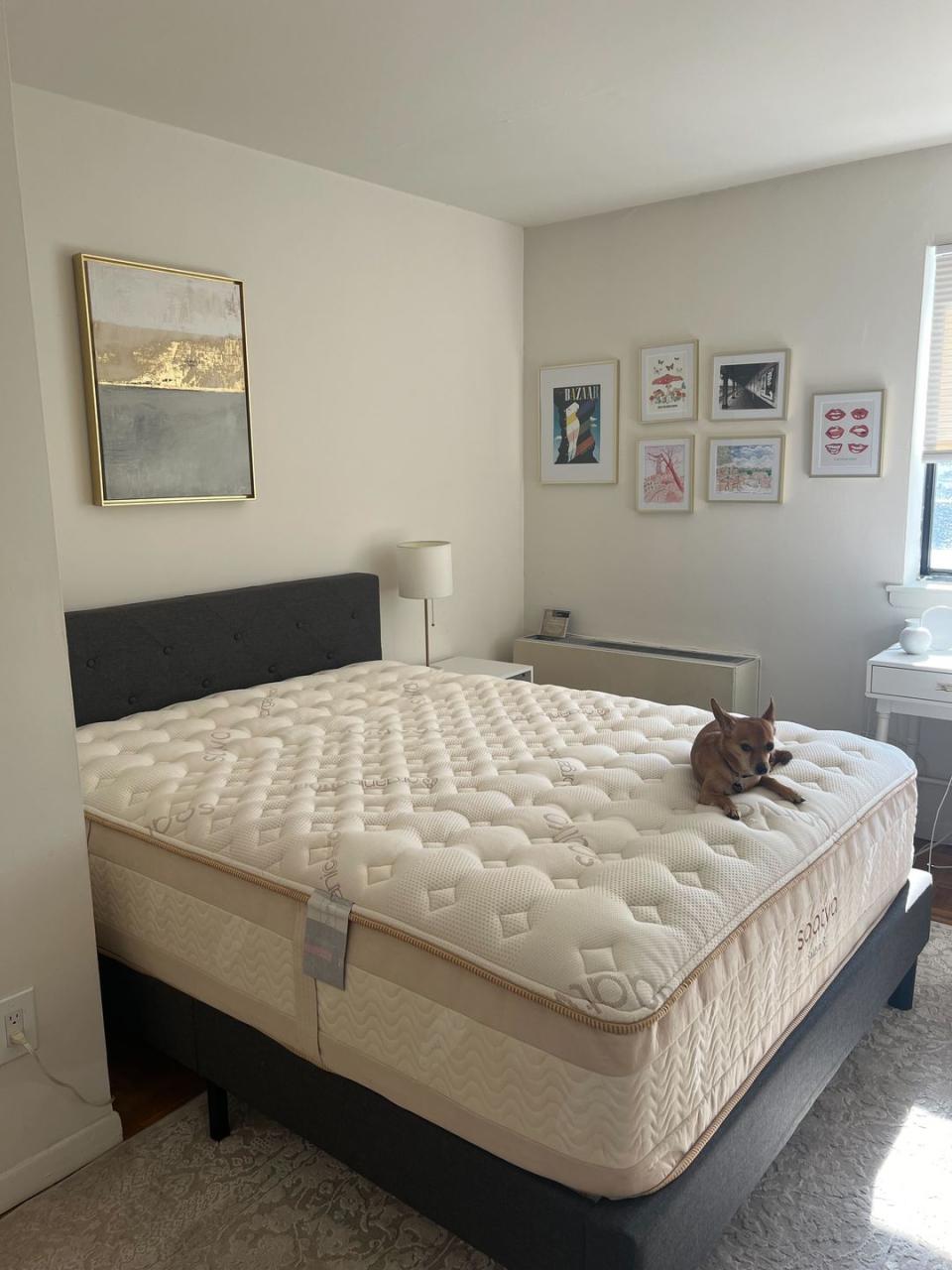 a bedroom with a bed and a dog on the bed