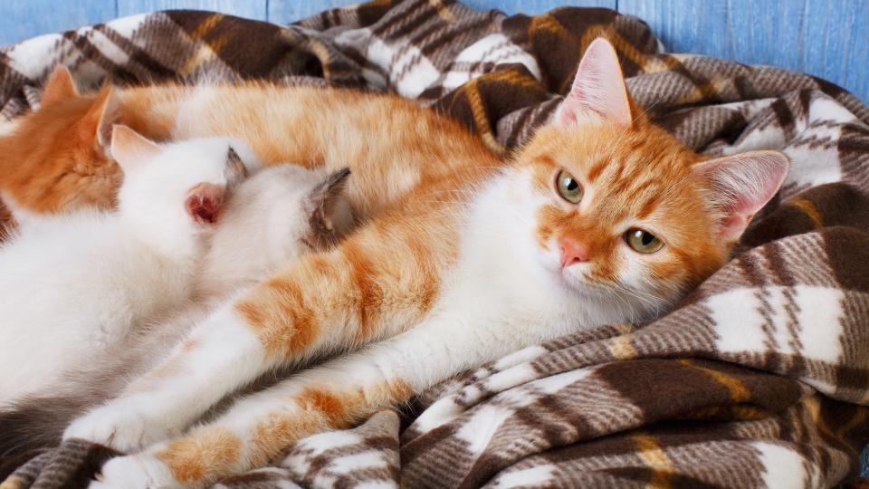 Cat nursing her kittens