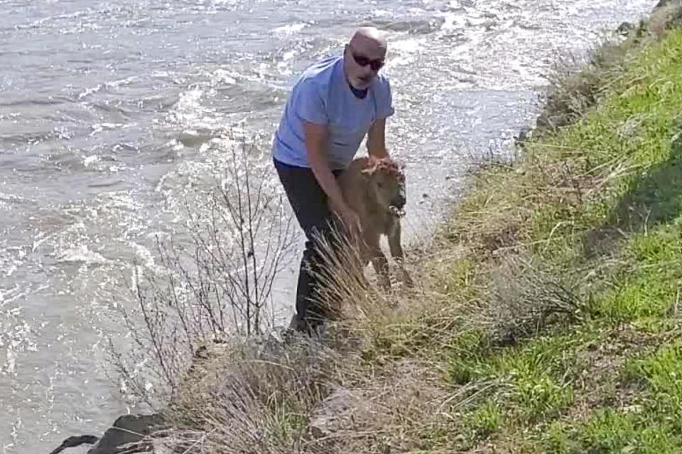 An incident led to the death of a newborn bison calf in northwestern Wyoming. / Credit: Helen Jack via National Park Service