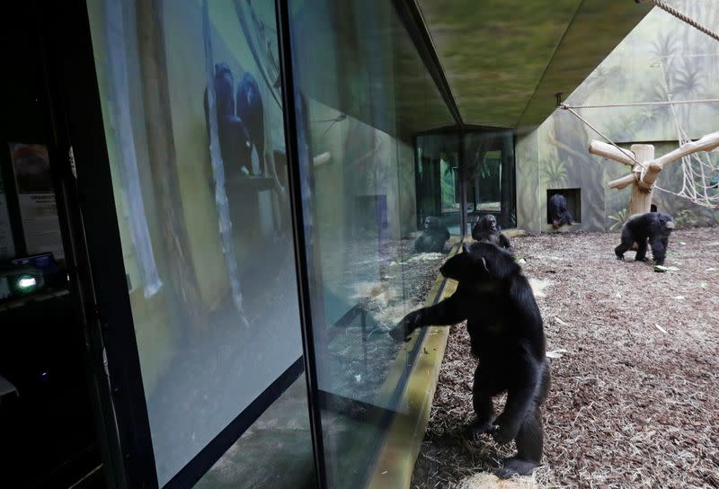 Chimpanzees in locked-down Czech zoos keep in touch over video