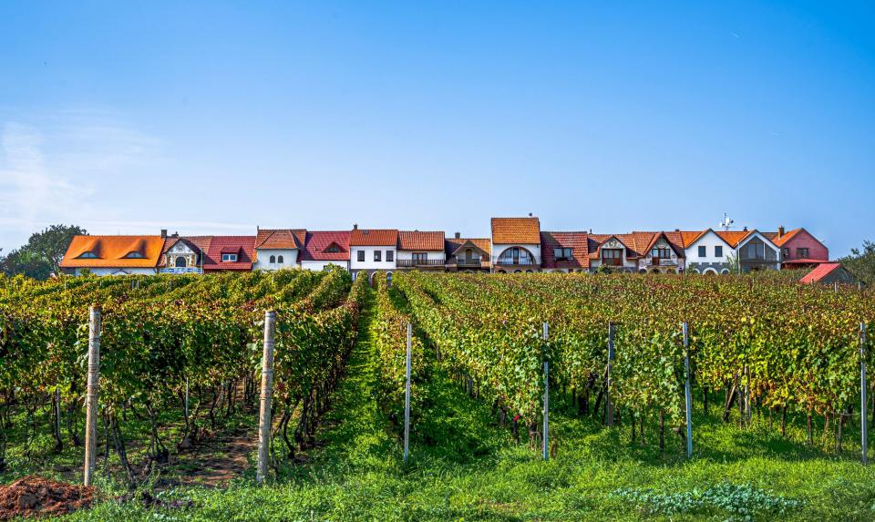 The Spevak Estate Vineyard in Moravia, Czech Republic