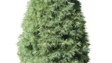 types of christmas trees white pine