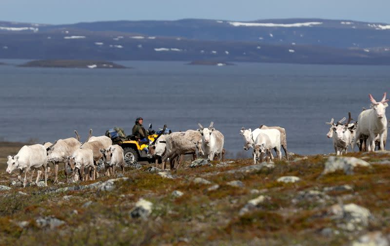 FILE PHOTO: A Sami reindeer herder tends to his flock on the Finnmark Plateau, Norway