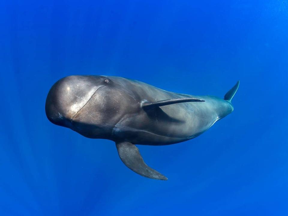 A pilot whale is shown floating about in the water.