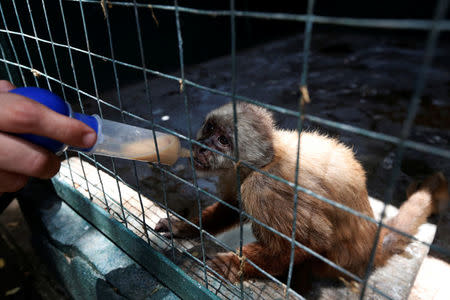 An employee gives vitamins with a syringe to a capuchin monkey at the Paraguana zoo in Punto Fijo, Venezuela July 22, 2016. REUTERS/Carlos Jasso
