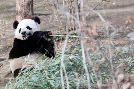 Panda Bao Bao eats bamboo during a farewell event at the National Zoo in Washington, DC, U.S., February 16, 2017. Bao Bao will soon be moved to China. REUTERS/Aaron P. Bernstein