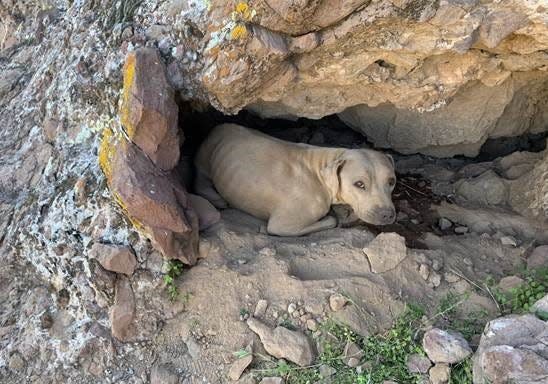 On April 24, field operators from the Arizona Humane Society rescued a 2-year-old female Sharpei Mix, now known as "Bright Eyes," who was found injured and "dangerously dehydrated" by a Good Samaritan hiking along the Lookout Mountain Preserve in Phoenix.