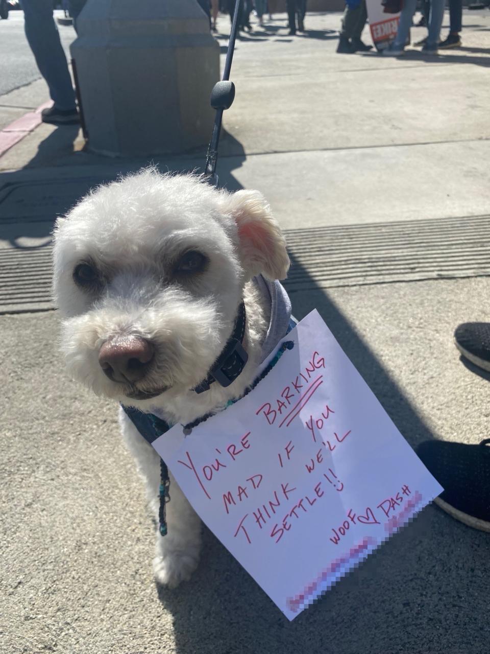 White dog with a sign saying "You're barking mad if you think we'll settle!" joined his owner picketing outside Paramount Studios during the 2023 Hollywood writers' strike