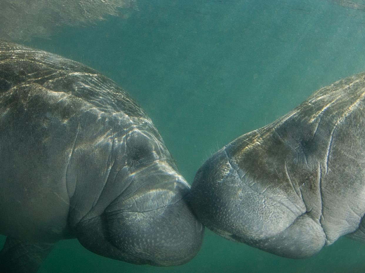 Two Florida Manatees nose-to-nose.