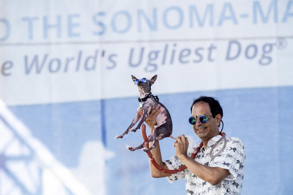 Dane Andrew holds Rascal aloft while competing in the World's Ugliest Dog Contest at the Sonoma-Marin Fair in Petaluma, Calif., Friday, June 21, 2019. Andrew says that although Rascal has taken top honors in eight competitions, he has yet to win Petaluma. (AP Photo/Noah Berger)