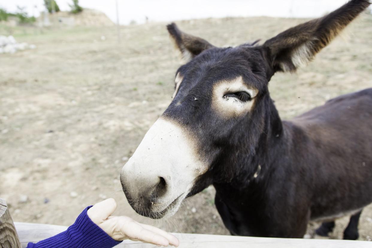 Woman feeding donkey farm, animals and nature