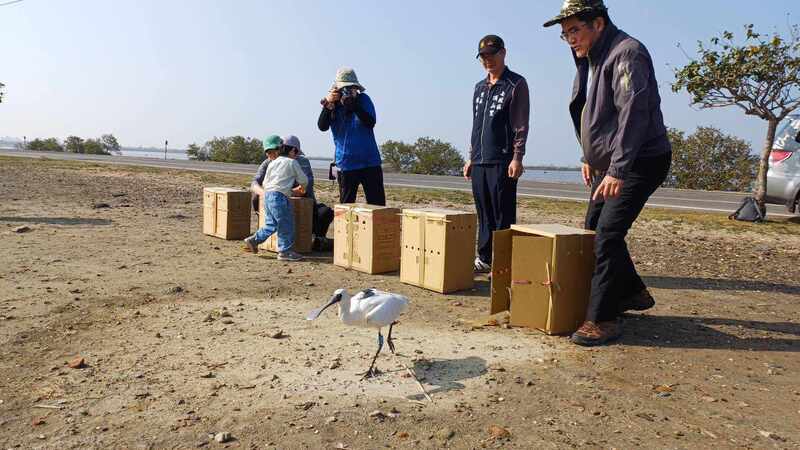 黑面琵鷺救援 中華民國野鳥學會指出，2023年9月到2024年4月，台 南市野鳥學會和農業部生物多樣性研究所救援86隻黑 面琵鷺，幾乎比前一個年度同期的數量多1倍，其中 25隻經救援後已野放。 （台南市野鳥學會提供） 中央社記者楊淑閔傳真  113年4月25日 