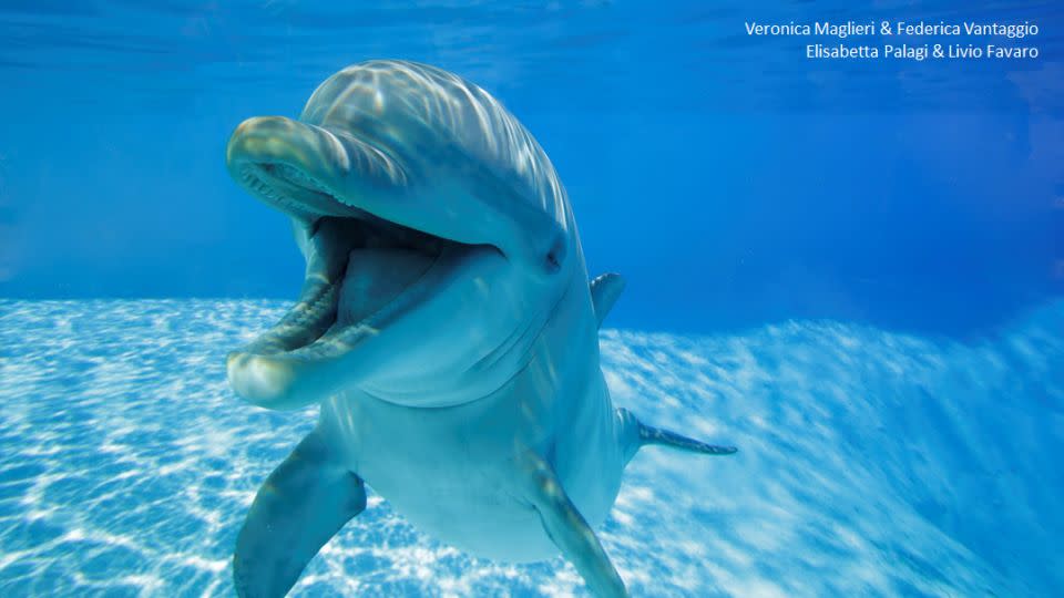 Almost all of the &quot;smiles&quot; were recorded when the dolphins were playing with each other rather than with their human trainers or on their own. - ZooMarine, Italy