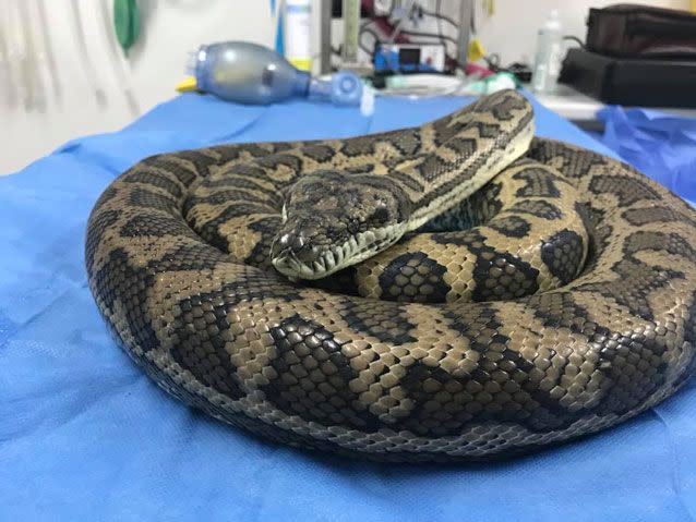 The snake will be sent for rehabilitation. Source: Facebook/ HerpVet