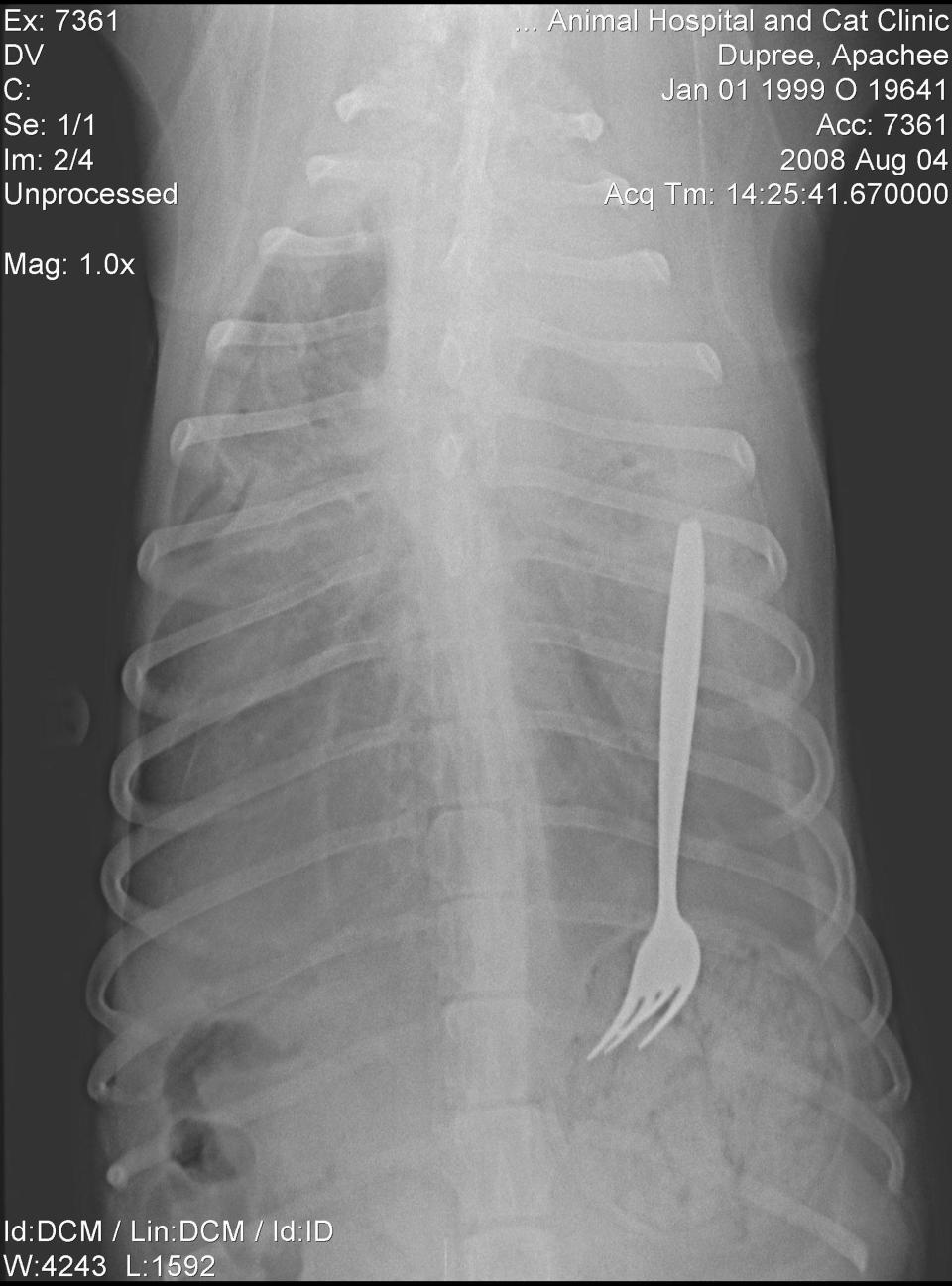 Apache, un Husky de 10 años, al parecer tenía mucha hambre y no solo acabó con su comida, sino con un tenedor que estaba en el recipiente. Fue atendido en enero del 99 en el Veterinary Specialty Hospital of the Carolinas. Splash News