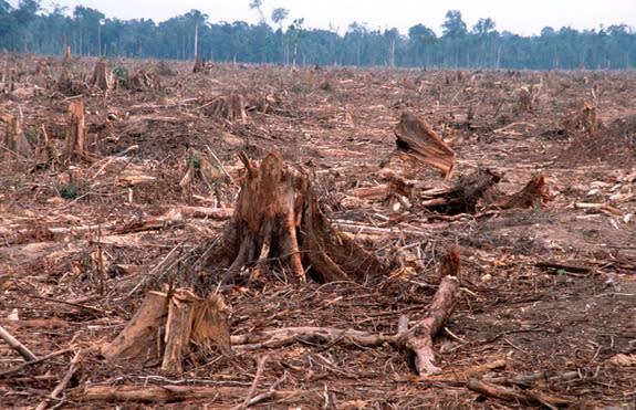 A cleared forest in Riau province, Sumatra, Indonesia.