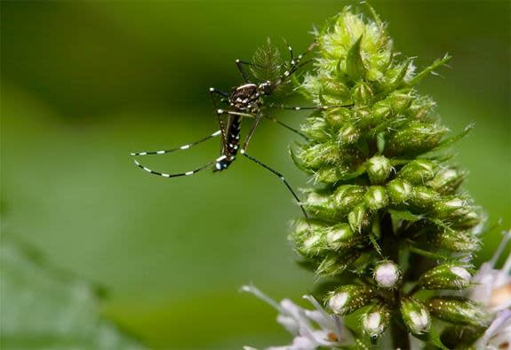 Why Is West Nile Virus So Bad This Year?