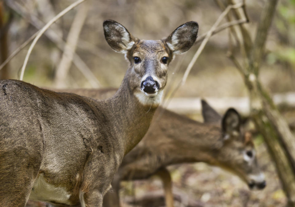 Image: Whitetail Deer In Woods In Pennsylvania (Ben Hasty / Reading Eagle via Getty Images)