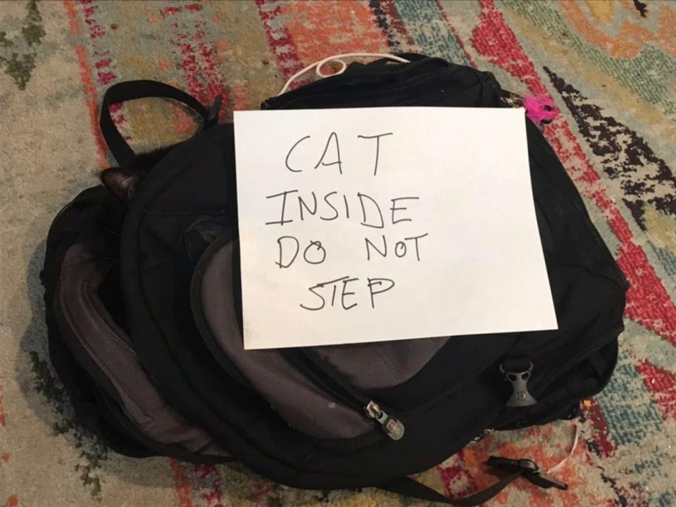 <p>男子安德魯（Andrew Zutty）的賓士貓維洛（Willow）喜歡躲貓貓，日前他的舊包包被放上紙條，他一打開發現是維洛在睡搞搞。（圖／Billy Finn） </p>
