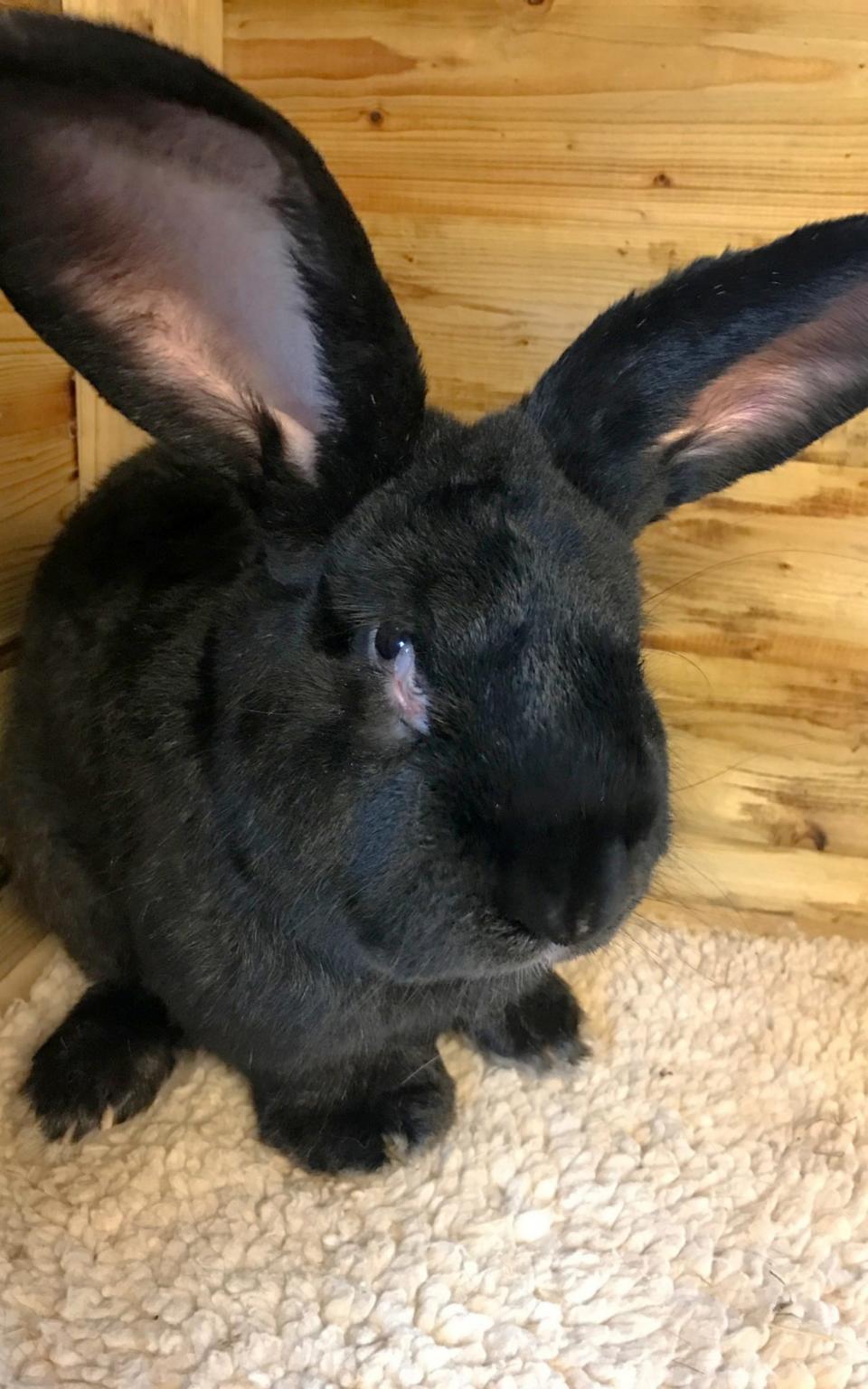 Simon, son of Darius the worlds largest rabbit who died during transit to the USA - Credit: Caters News Agency