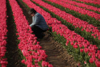 SCHWANEBERG, GERMANY - APRIL 27: A visitor cuts tulips from a self-service tulip field on April 27, 2012 near Schwaneberg, Germany. Spring weather is finally taking hold in Germany with temperatures expected to reach 28 degrees Celsius by the weekend. (Photo by Sean Gallup/Getty Images)